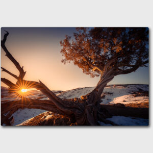 Sunrise through tree roots in Yellowstone
