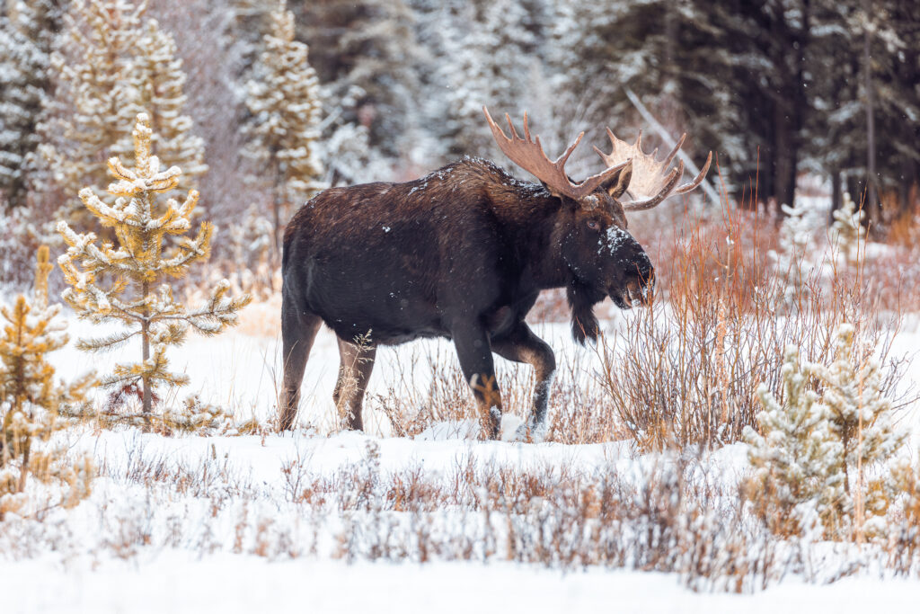 A bull moose walks through willows and snow
