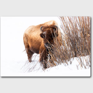 A bison browsing on willows in Yellowstone National Park