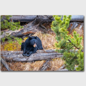 A female black bear rests on a log in Yellowstone