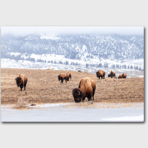 A group of bison eating dry grass in the winter in Yellowstone