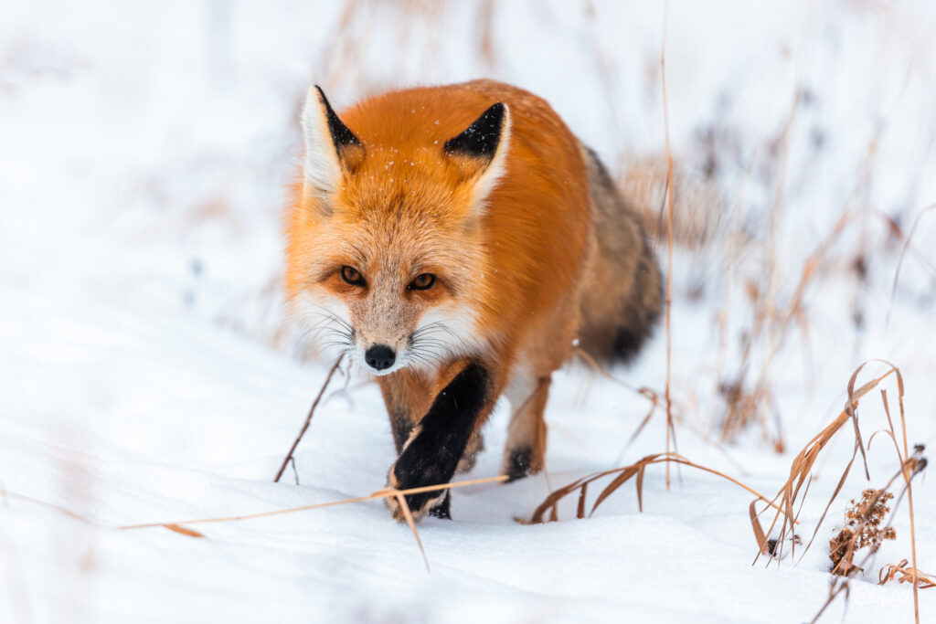 A red fox stalking through the snow