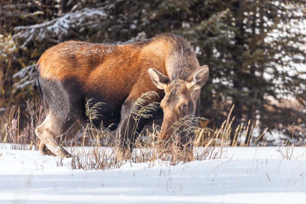 Moose standing in the snow in Yellowstone National Park