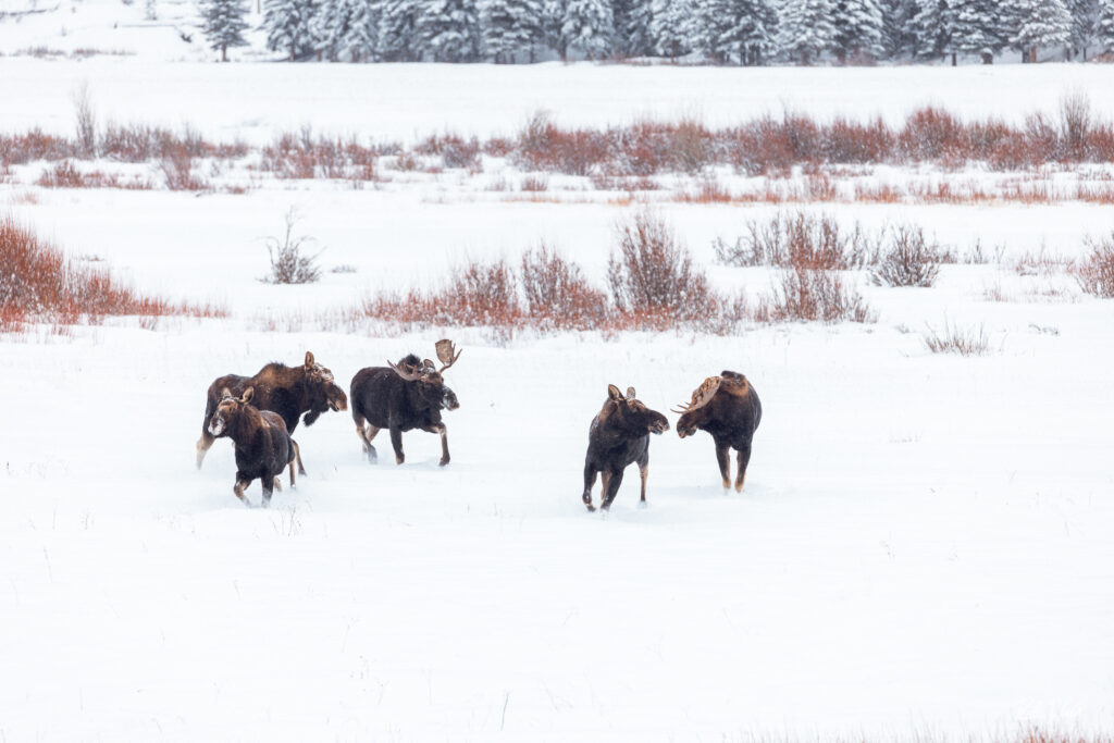 A group of five moose running through the snow