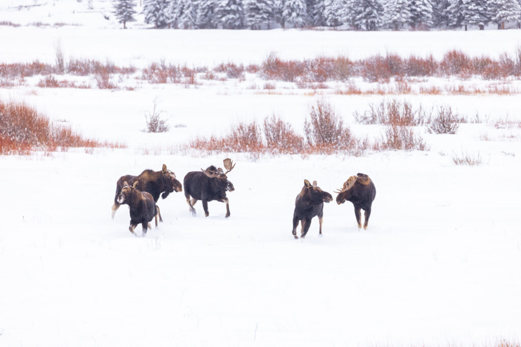 Five bull moose running through the winter snow in Yellowstone