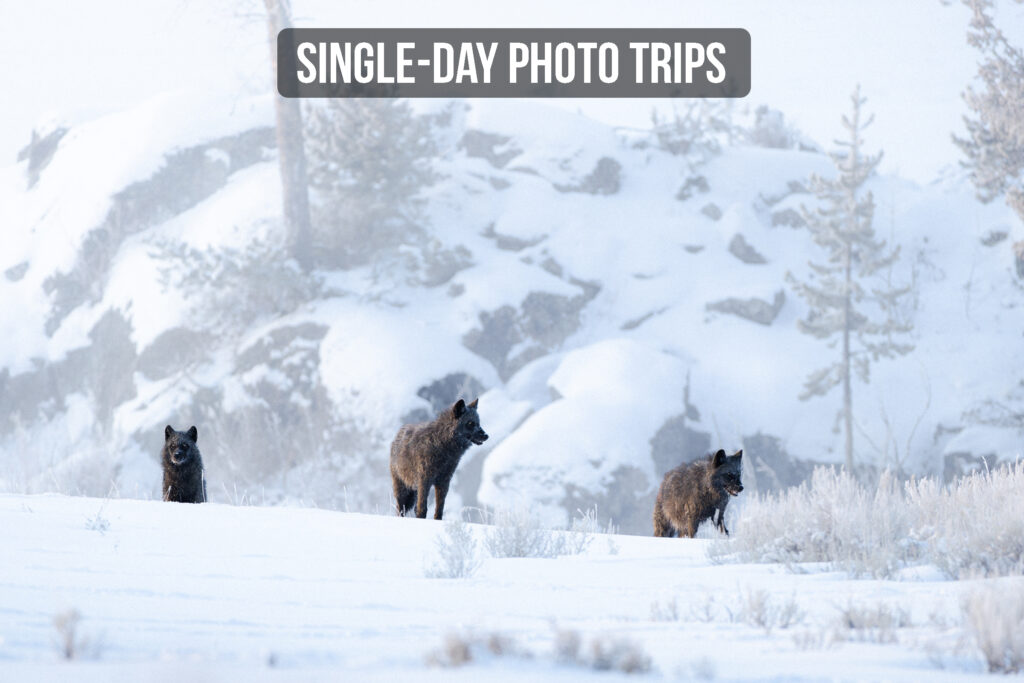 See more info about single-day photography tours.