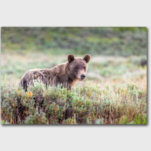 Stop and Smell the Sagebrush