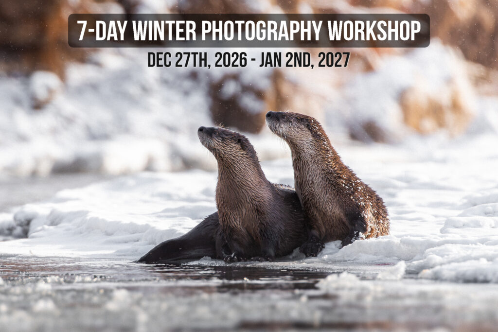 See more details for 7-day winter photography workshops.